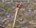 šeřík, pupeny