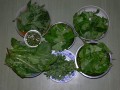 mléčně kvašené listy jedlých rostlin